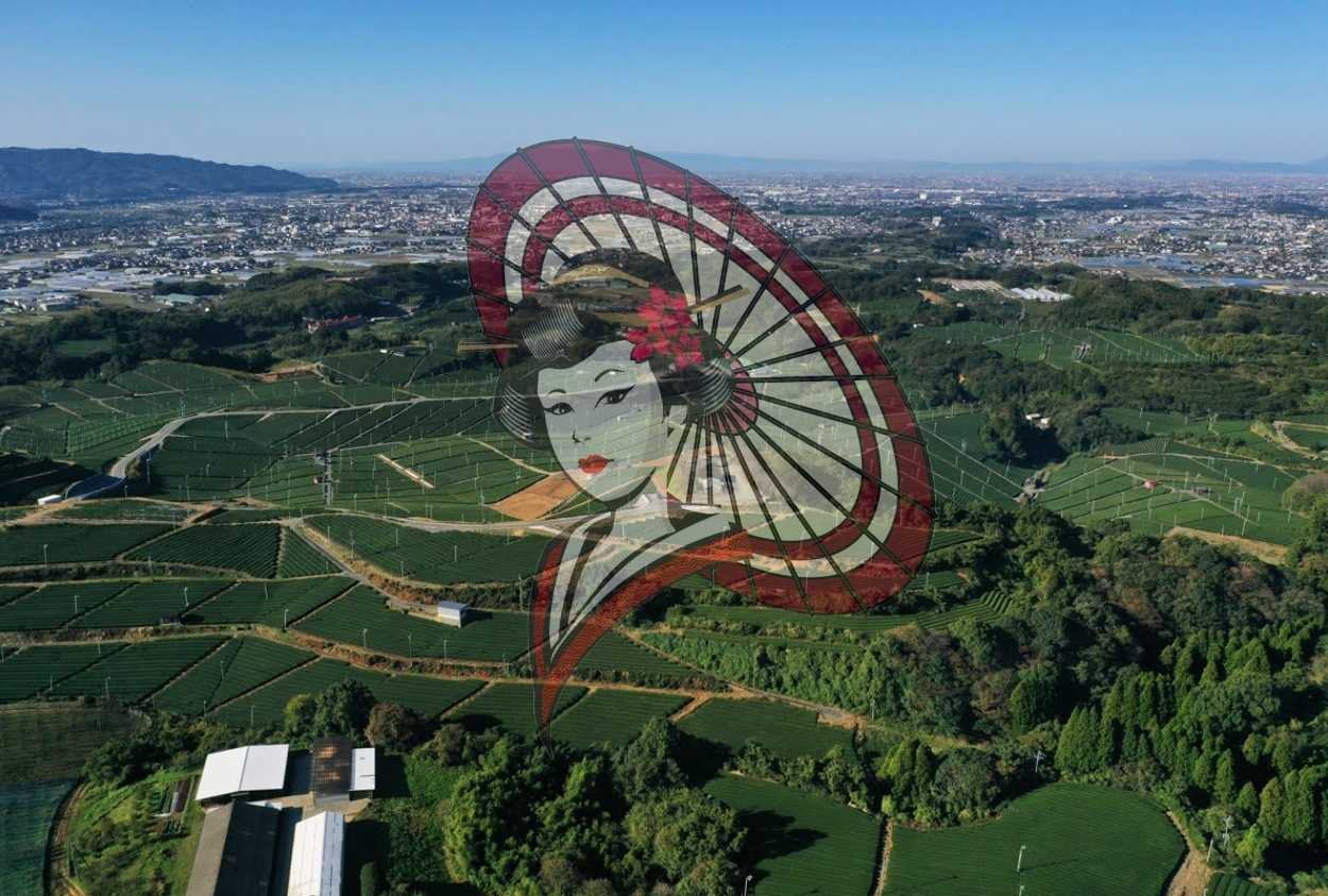 Aerial View of Yame Tea Fields, Japan – Premium Japanese Green Tea Plantation Landscape | Digital Download