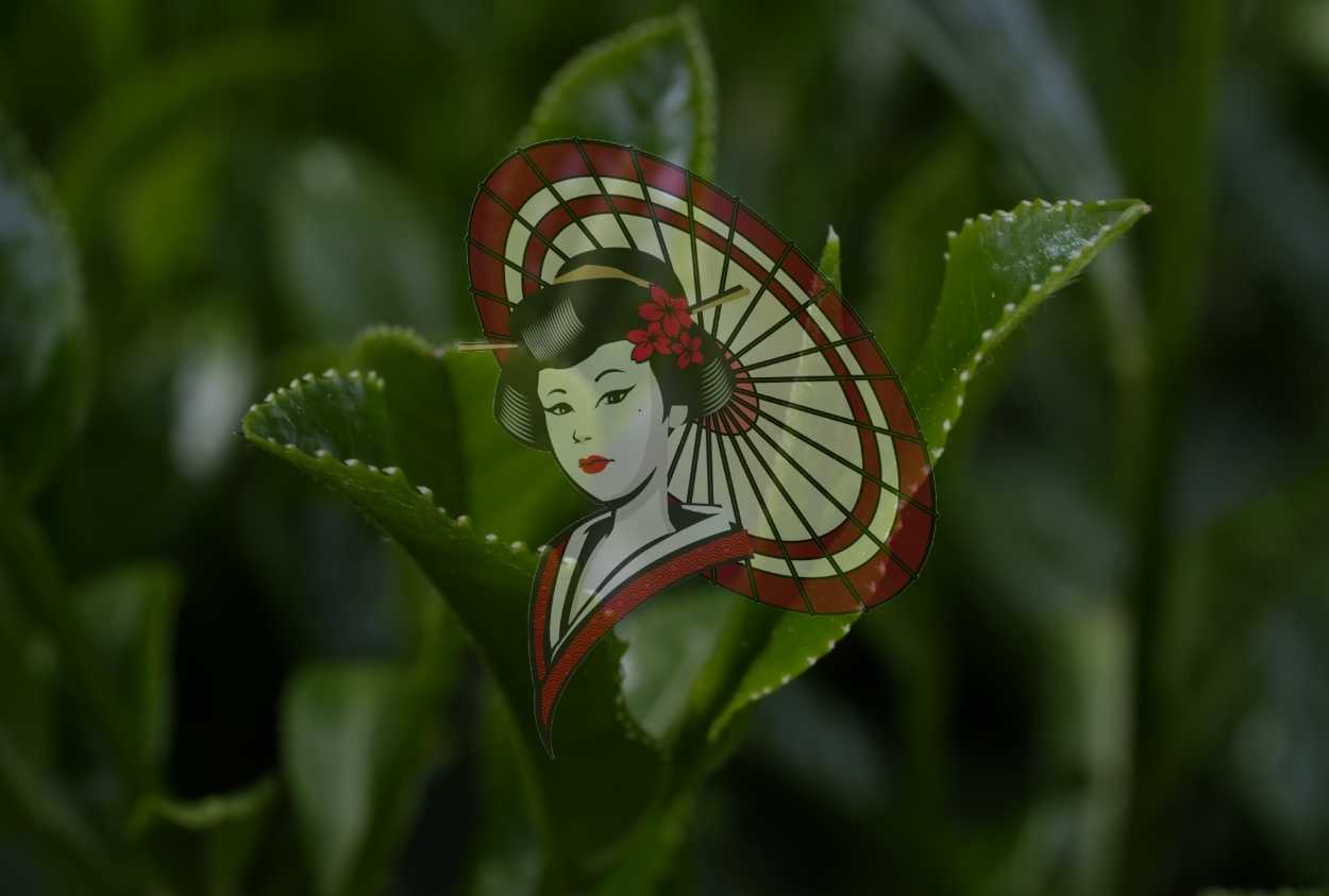 Fresh Tea Leaf Detail – Japanese Tea Field Close-Up Photography (Digital Download)