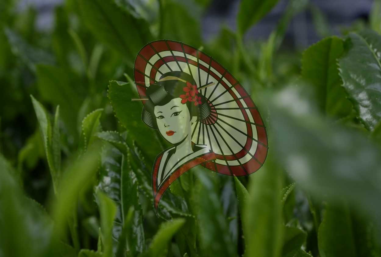 Fresh Tea Leaves in Soft Focus – Japanese Tea Field Photography (Digital Download)