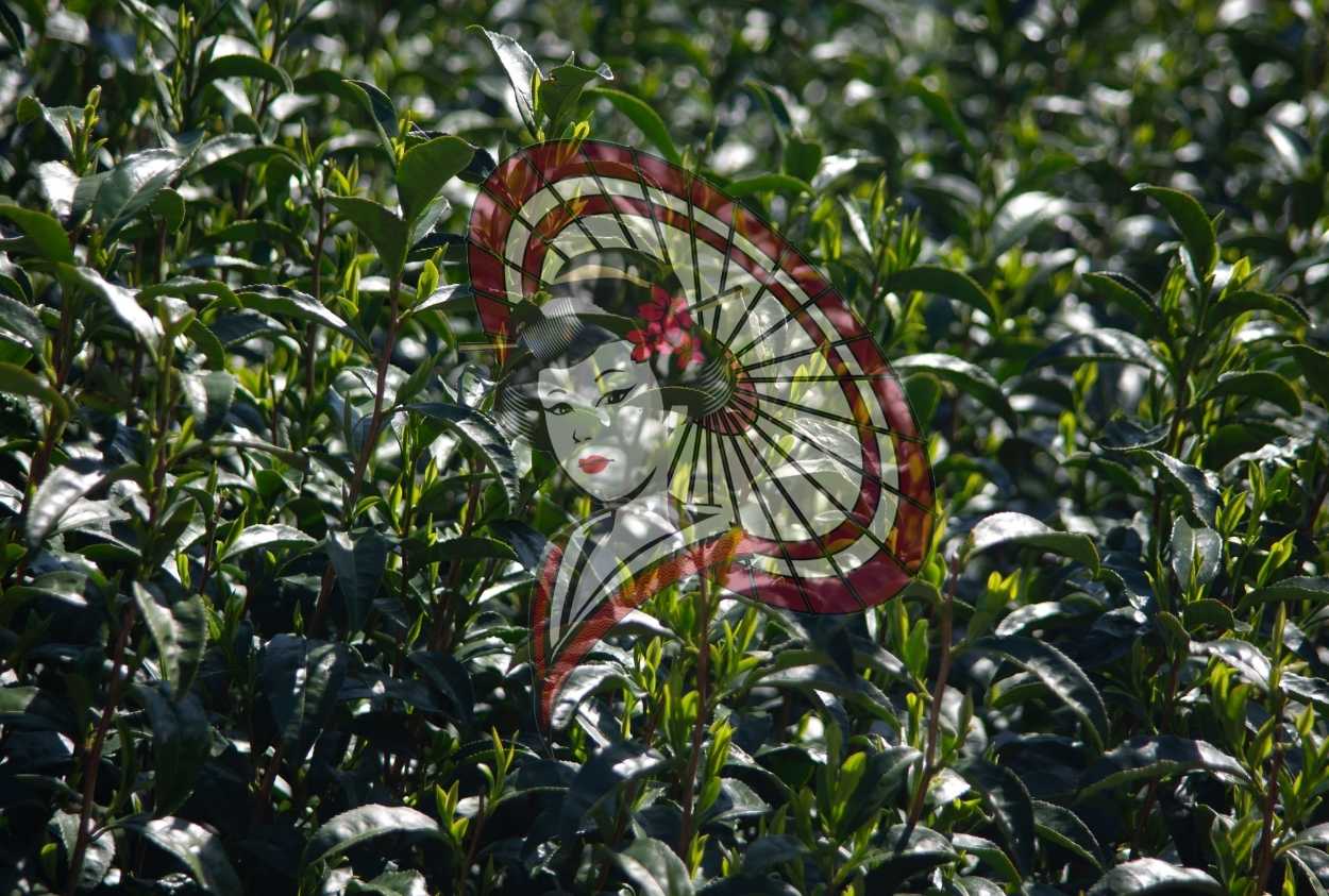 Fresh Tea Leaves in Sunlight – Japanese Tea Field Close-Up Photography (Digital Download)
