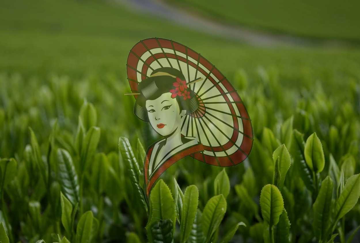 Japanese Art Figure in First Flush Yame Tea Fields – Traditional Aesthetic and Premium Japanese Green Tea Landscape | Digital Download