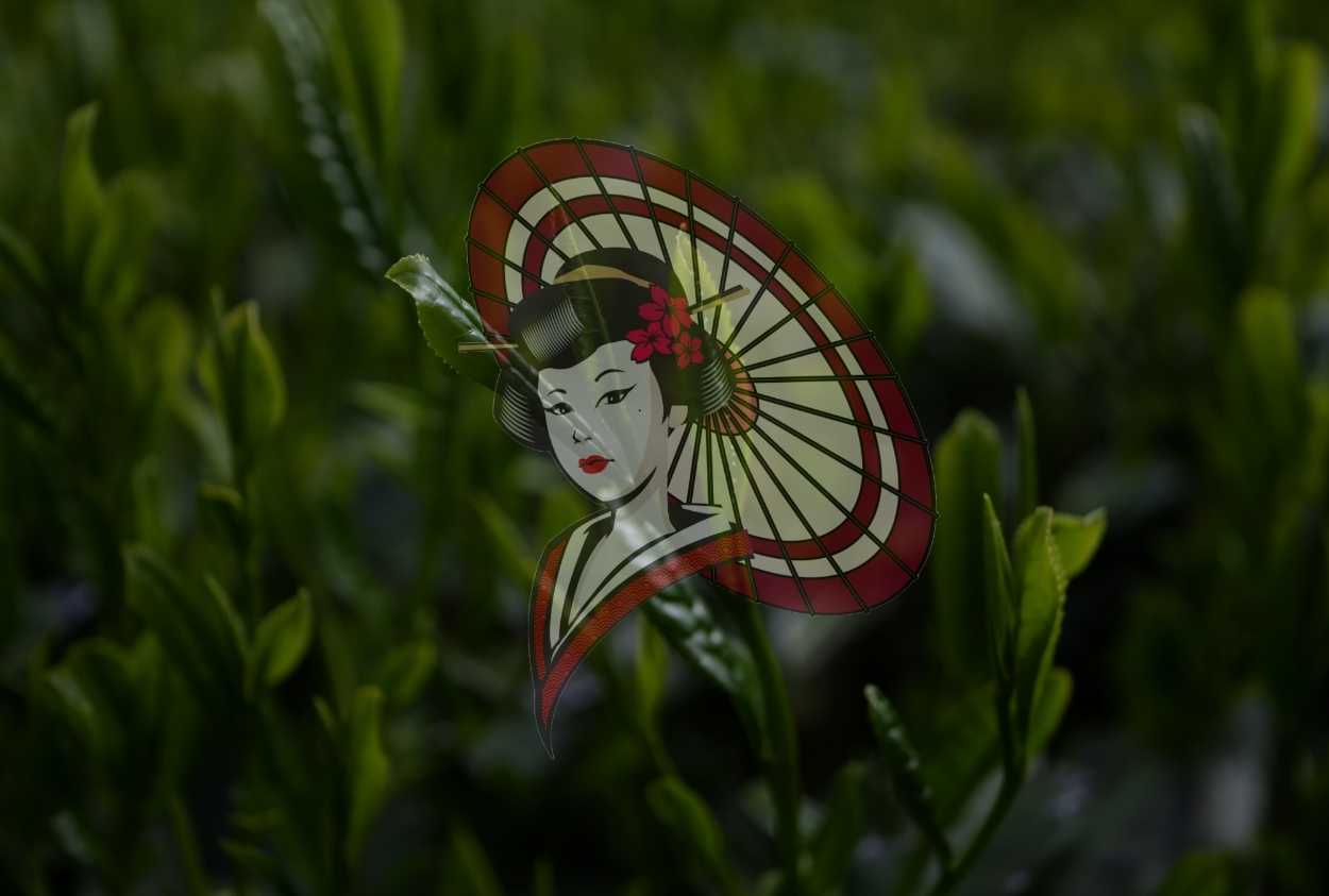 Japanese Tea Fields – Authentic Yame Gyokuro Photography & Video Digital Download