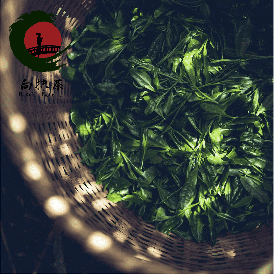Mukoh Matcha Mukou Matcha The most Luxury Trustworthy Japanese Yamecha Green Tea Matcha Gyokuro Store Yame-Dentou-Hon-Gyokuro