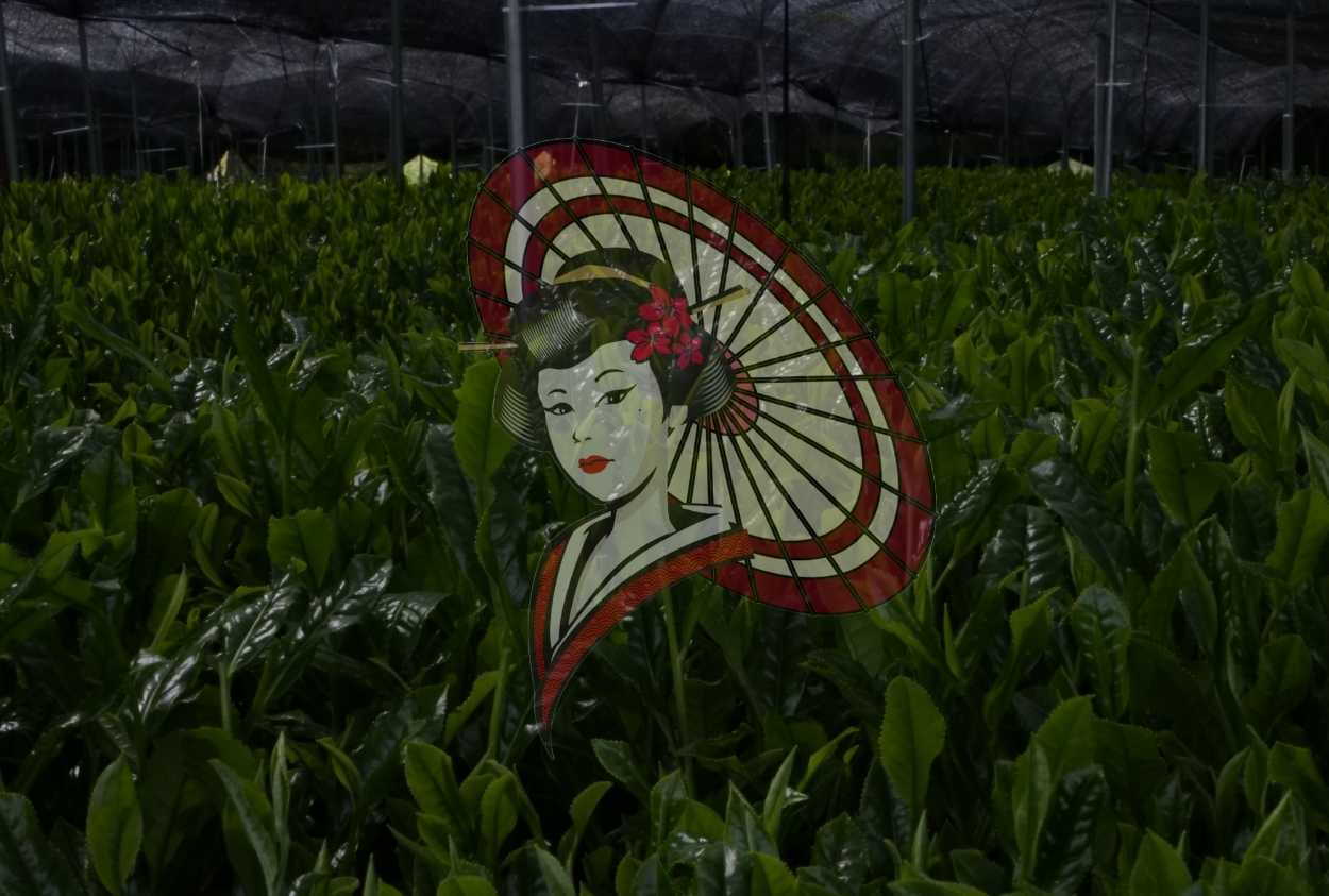 Shaded Tea Field Interior – Japanese Tea Cultivation Photography (Digital Download)