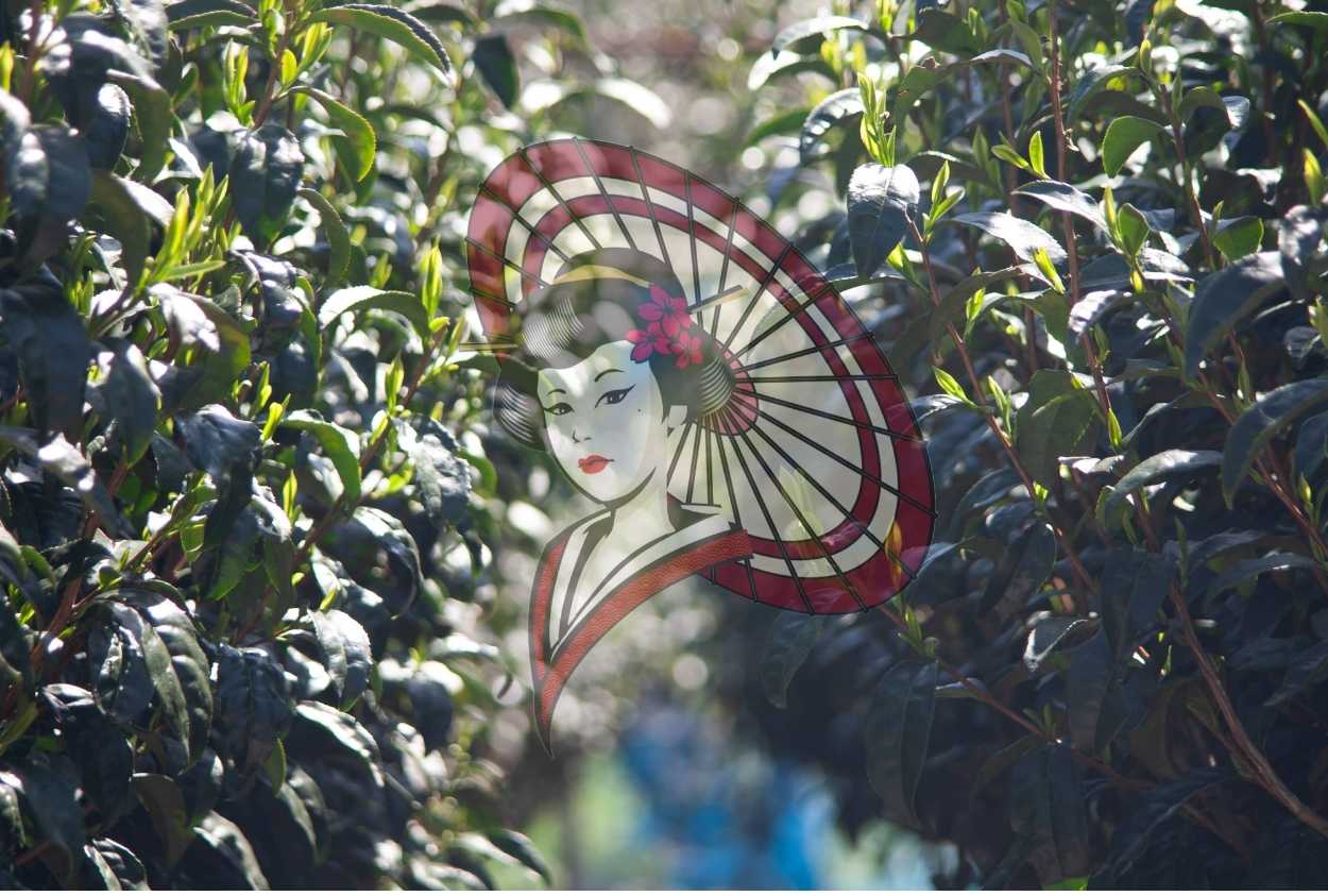 Tea Field Path in Soft Light – Japanese Tea Garden Photography (Digital Download)