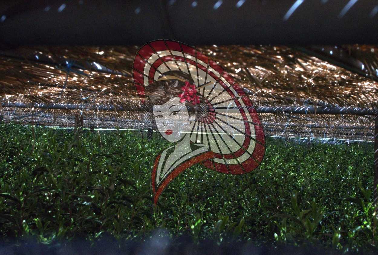 Traditional Yame Hon-Gyokuro Tea Field – Natural Straw Shading Photography (Digital Download)