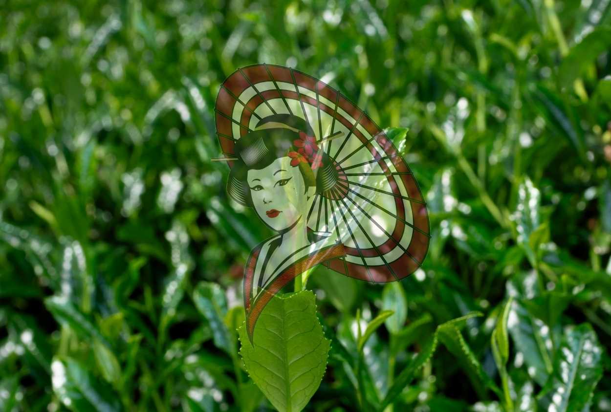 Yame First Flush Tea Leaves – Fresh Ichibancha Growth in Spring Digital Download
