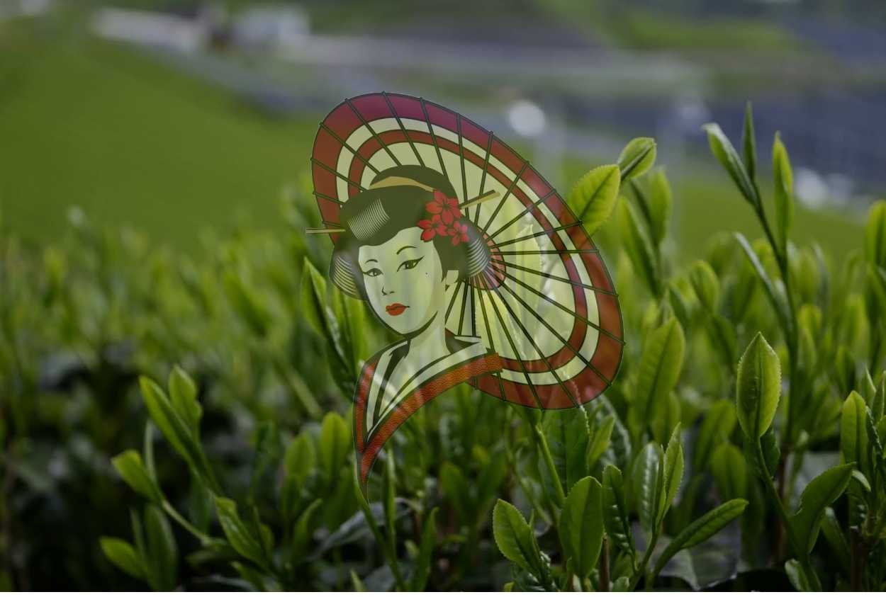 Yame First Flush Tea Leaves – Spring Shincha Photography Digital Download