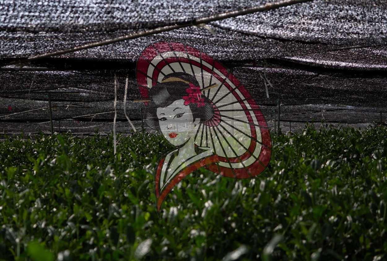 Yame Gyokuro Shade Cultivation – Traditional Gyokuro Tea Field Photography Digital Download