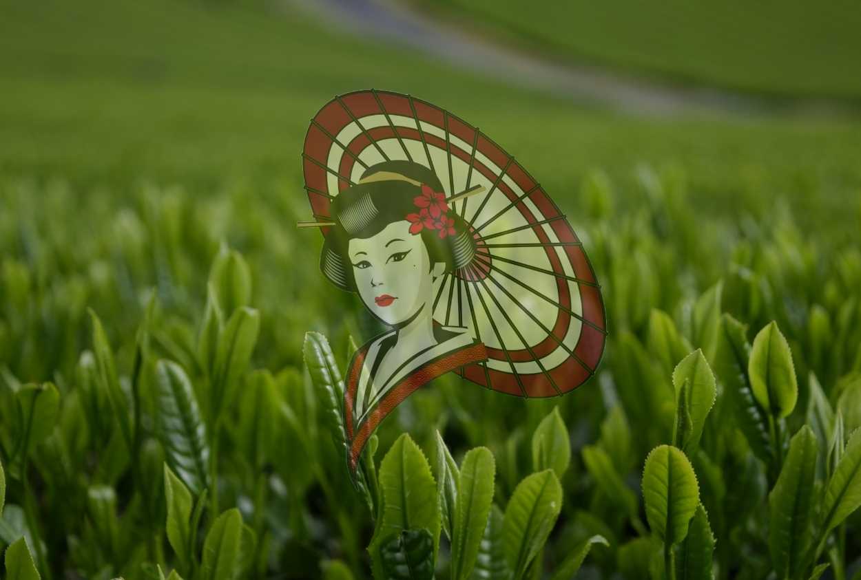 Yame Tea Farm Scenery – Fresh Green Tea Leaves in Spring Digital Download