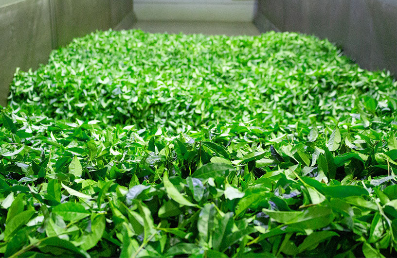 【艺伎抹茶】(金)礼仪级正宗高品质日本抹茶绿茶粉
