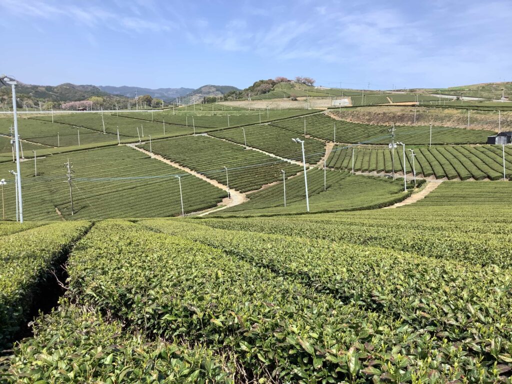 【艺伎抹茶】(金)礼仪级正宗高品质日本抹茶绿茶粉