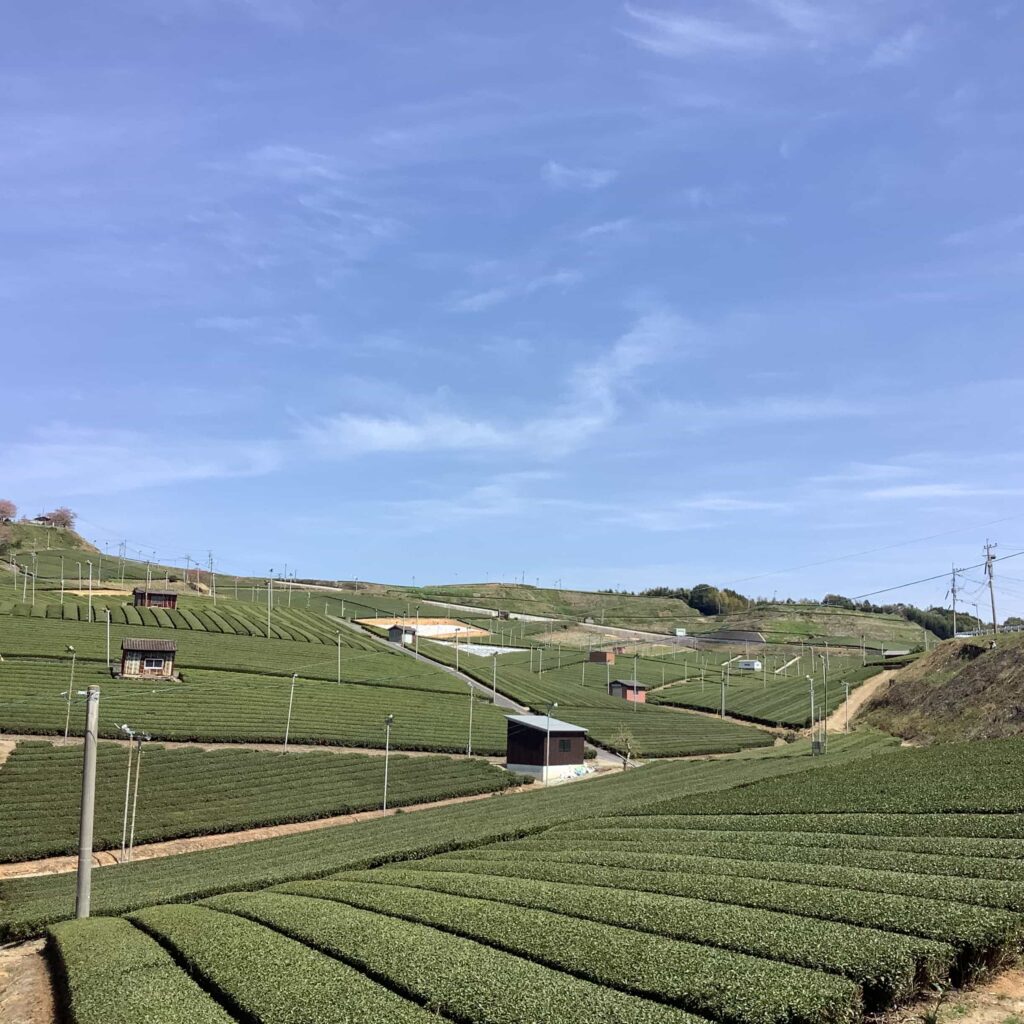【艺伎抹茶】(金)礼仪级正宗高品质日本抹茶绿茶粉