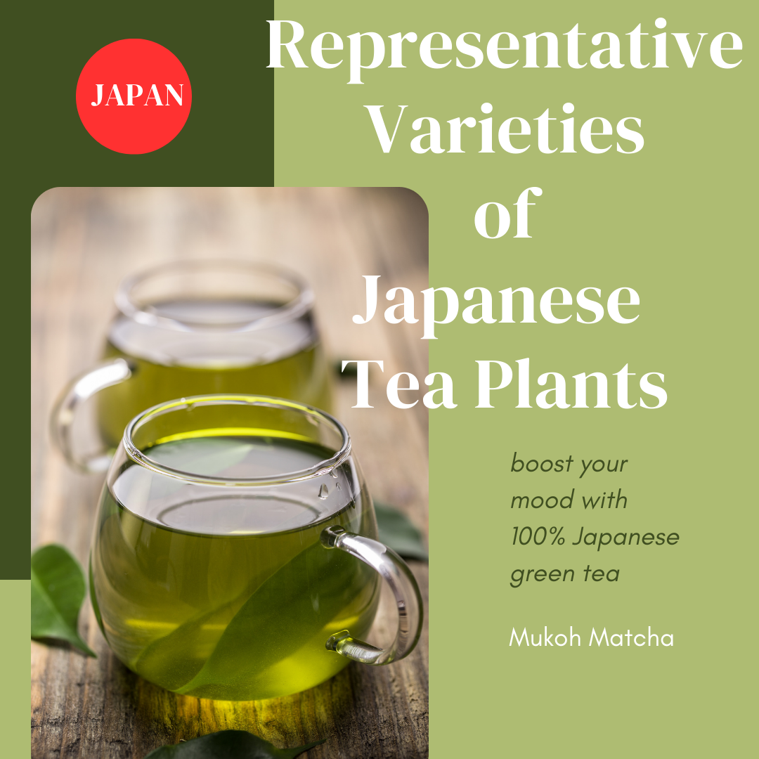 Exploring the Richness of Japanese Green Tea Varieties