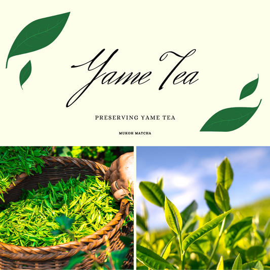 Preserving our Yame Tea