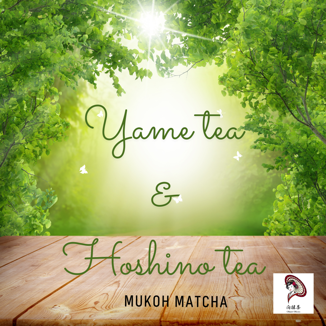 Exploring the Unique World of Yame Tea: An Artisan's Craft