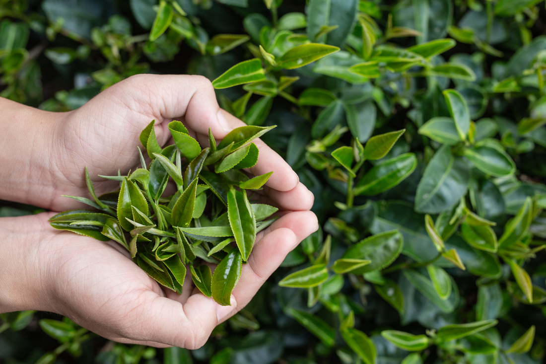 LIFE CHANGING BENEFITS OF GREEN TEA