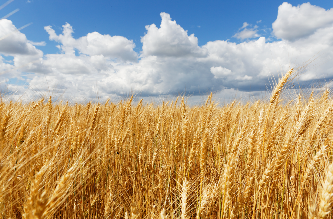 Life-Changing Benefits of Barley Grass Powder