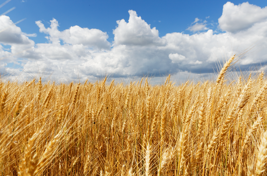Life-Changing Benefits of Barley Grass Powder