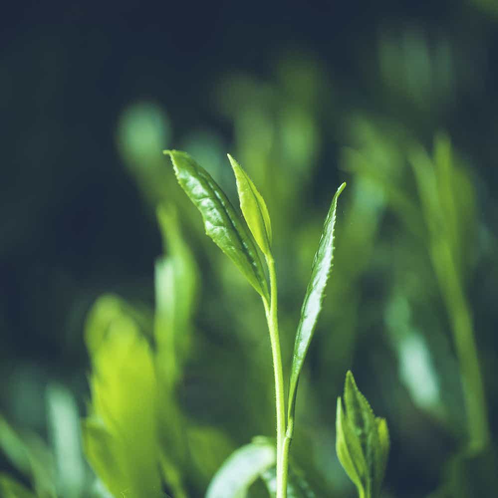 Know Where Your 🍵Matcha Comes From