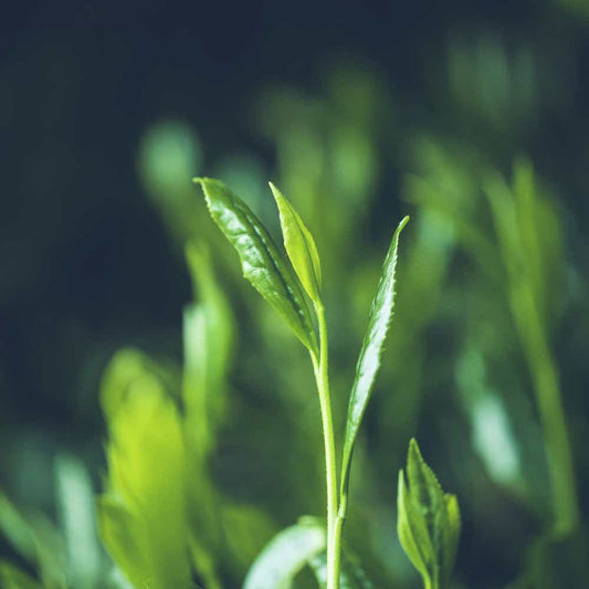 Know Where Your 🍵Matcha Comes From