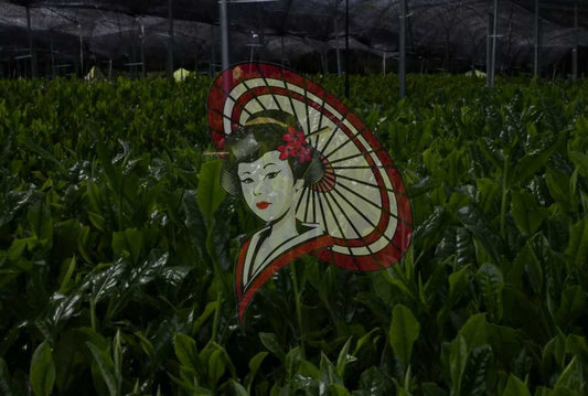 First Flush Gyokuro Tea Fields in Yame, Japan – Shade-Grown Japanese Green Tea Plantation | Digital Download