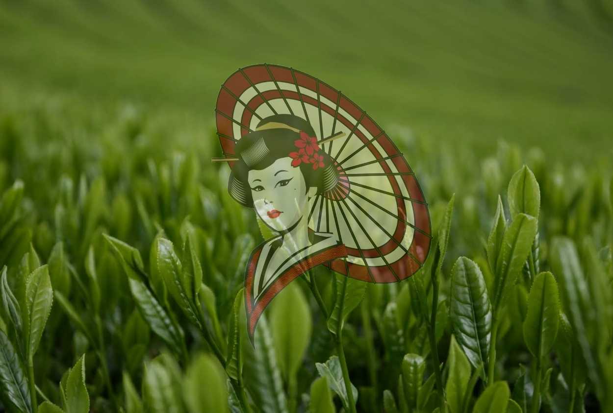 First Flush New Tea Leaves in Yame, Japan – Fresh Japanese Green Tea Field Close-Up | Digital Download