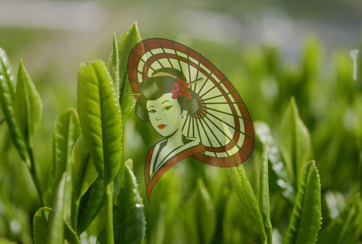 First Flush Tea Leaves (Ichibancha) – Japanese Tea Field Photography ...