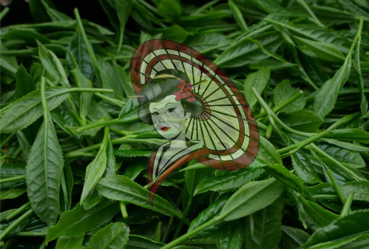 Freshly Harvested Tea Leaves – Japanese Green Tea Photography (Digital Download)