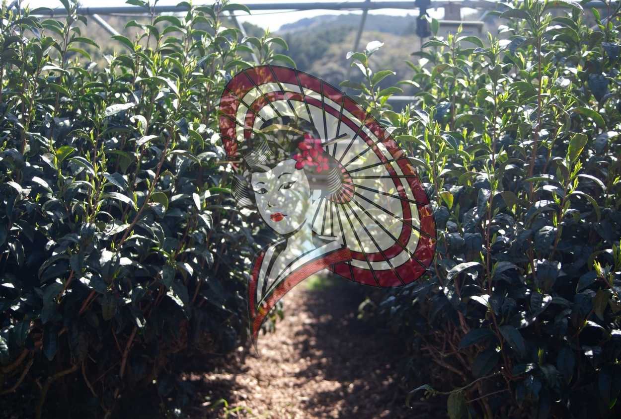 Path Between Tea Bushes – Japanese Tea Garden Photography (Digital Download)