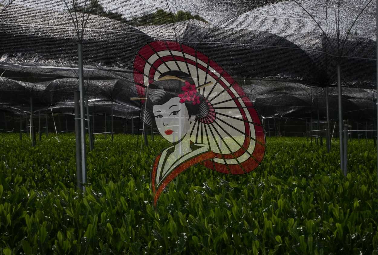 Shaded Tea Field in Yame – Traditional Japanese Tea Cultivation Photography (Digital Download)