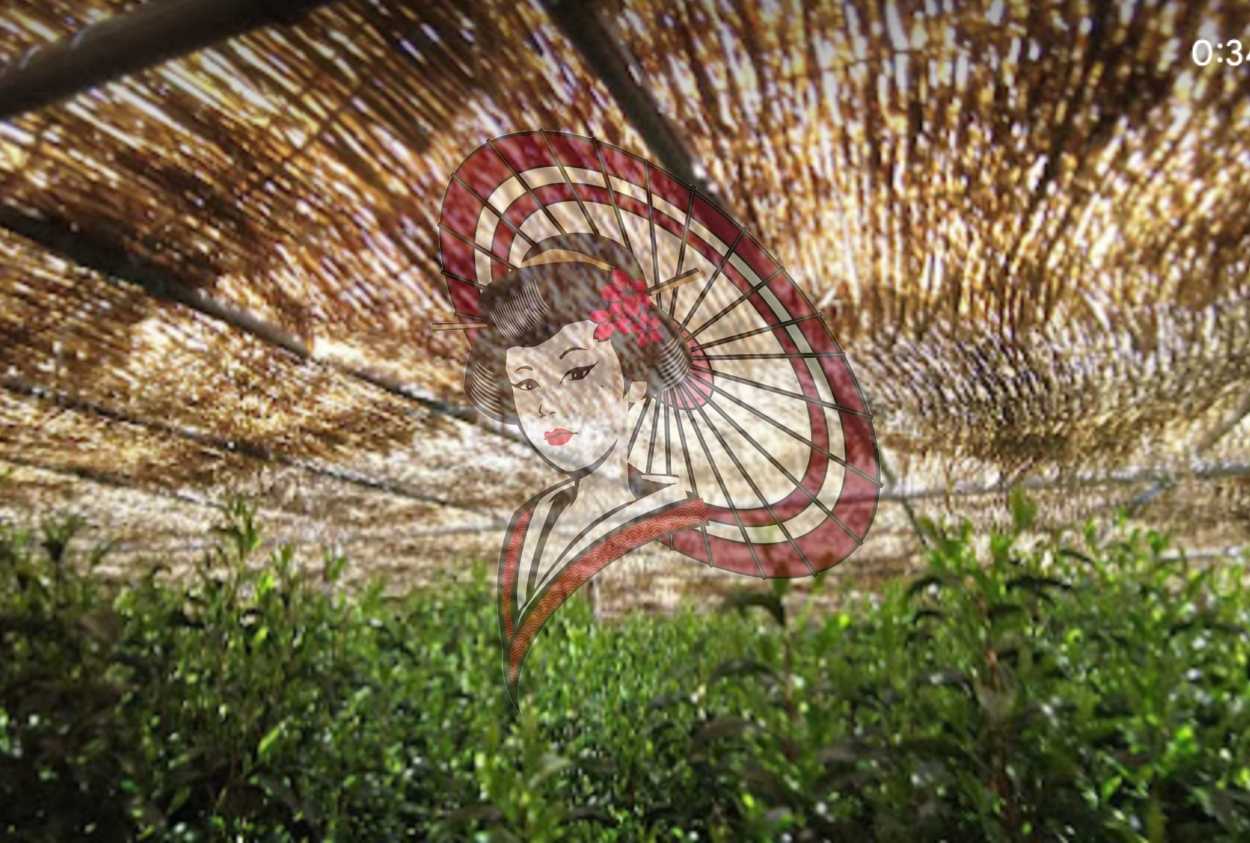 Yame Traditional Authentic Gyokuro Tea Field – Natural Shading with Straw Cover (Video Download)