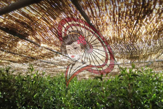 Yame Traditional Authentic Gyokuro Tea Field – Natural Shading with Straw Cover (Video Download)
