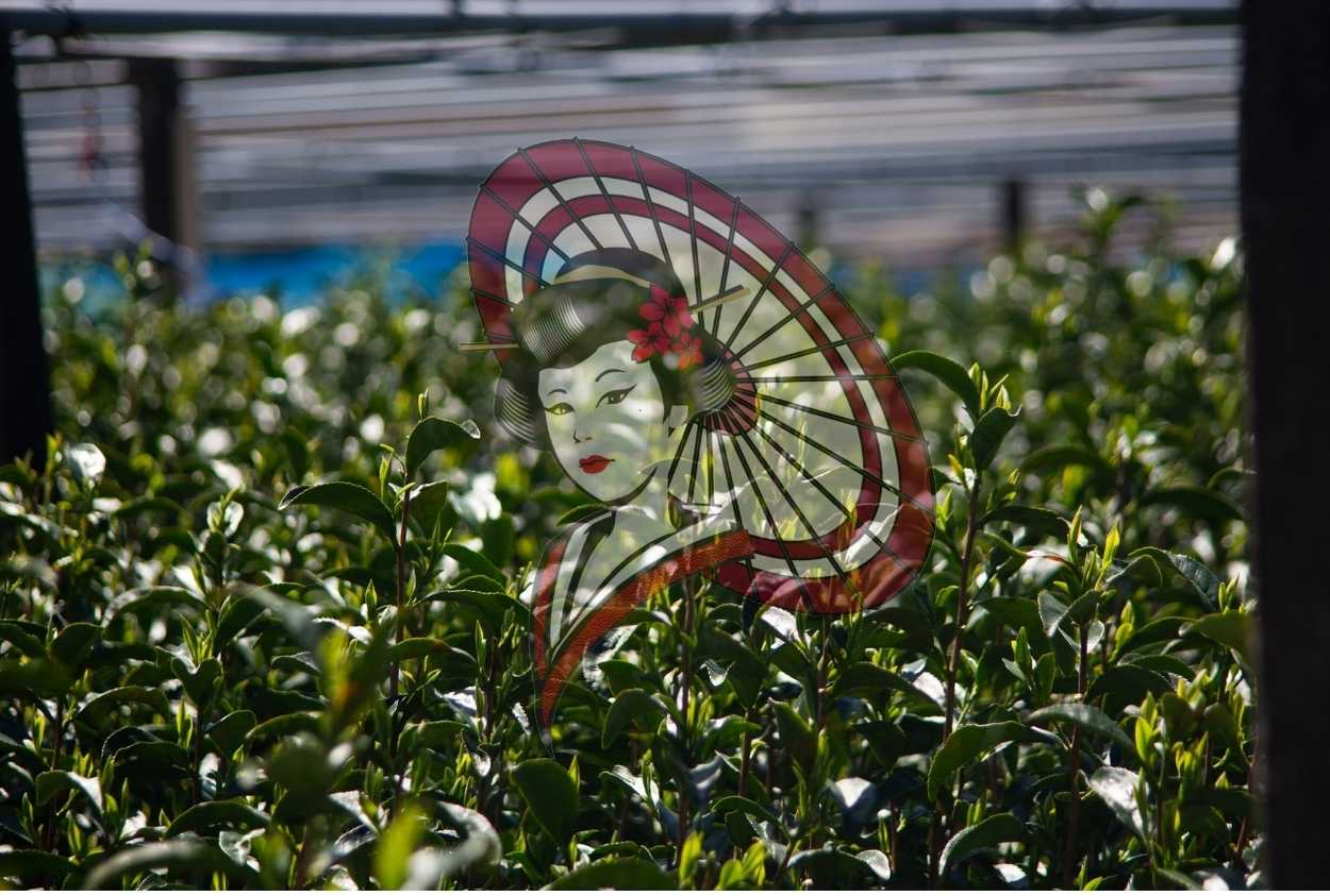 Sunlit Tea Field in Japan – Minimal Japanese Tea Farm Photography (Digital Download)