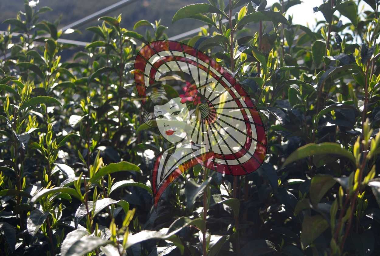 Sunlit Tea Leaves Growing in Rows – Japanese Tea Field Photography (Digital Download)