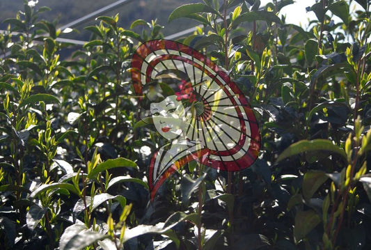 Sunlit Tea Leaves Growing in Rows – Japanese Tea Field Photography (Digital Download)