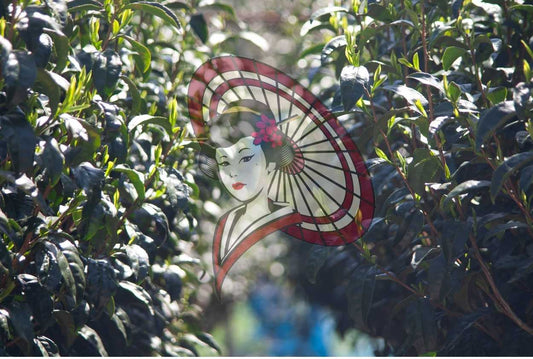 Tea Field Path in Soft Light – Japanese Tea Garden Photography (Digital Download)