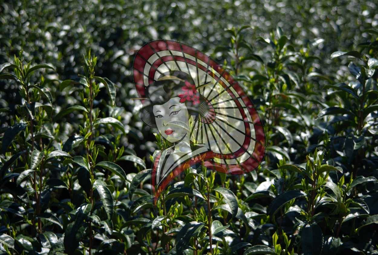 Tea Field with Soft Light – Minimal Japanese Tea Garden Photography (Digital Download)