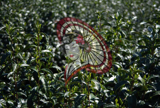 Tea Field with Soft Light – Minimal Japanese Tea Garden Photography (Digital Download)