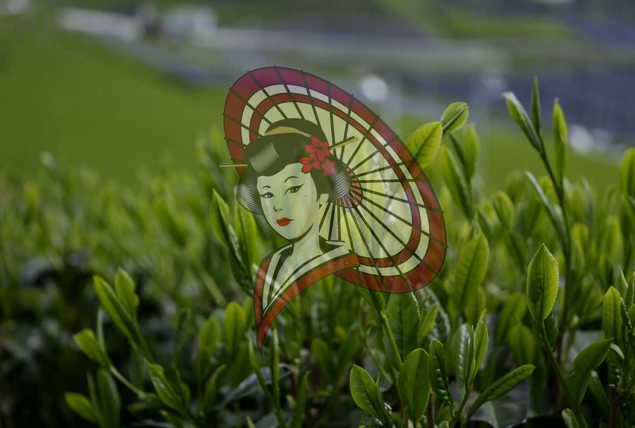 Japanese Tea Fields – Fresh Spring Tea Leaves in Yame Digital Download