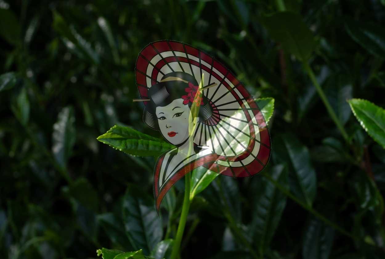 Yame First Flush Tea Bud – New Growth Green Tea Photography Digital Download