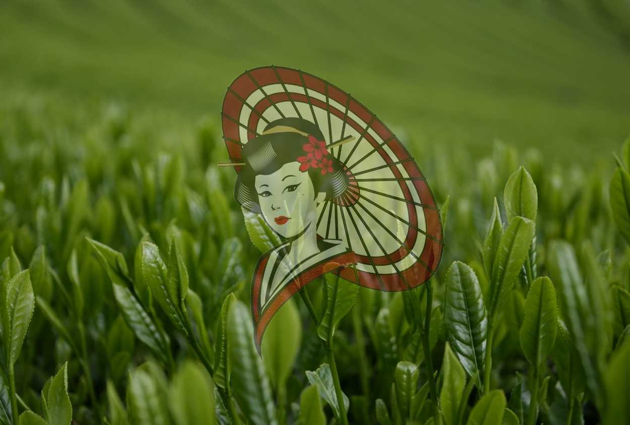 Yame First Flush Tea Buds – Authentic Japanese Green Tea Photography Digital Download