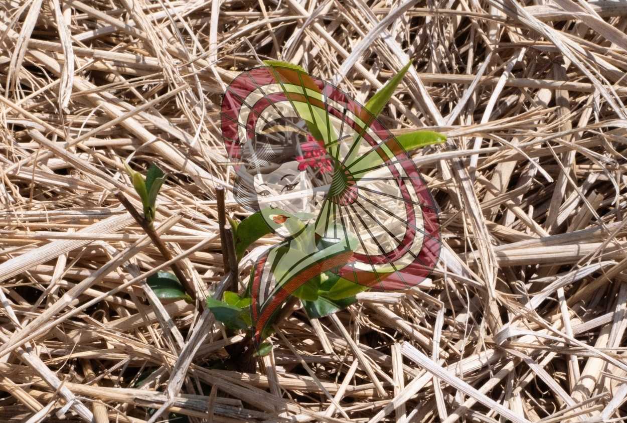 Yame Gyokuro Tea Field – Natural Straw Mulching & Early Spring Growth Digital Download