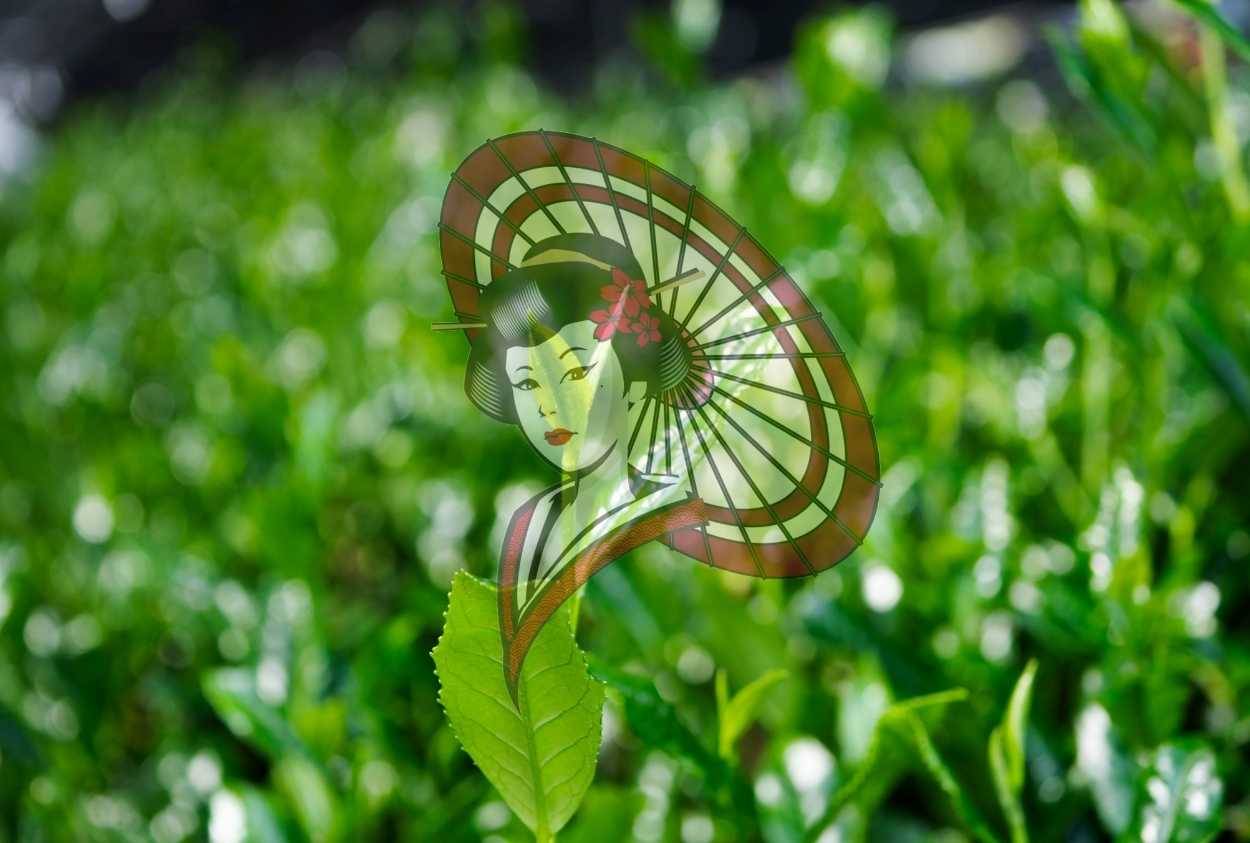 Yame Ichibancha Tea Leaves – Fresh Spring Growth Photography Digital Download