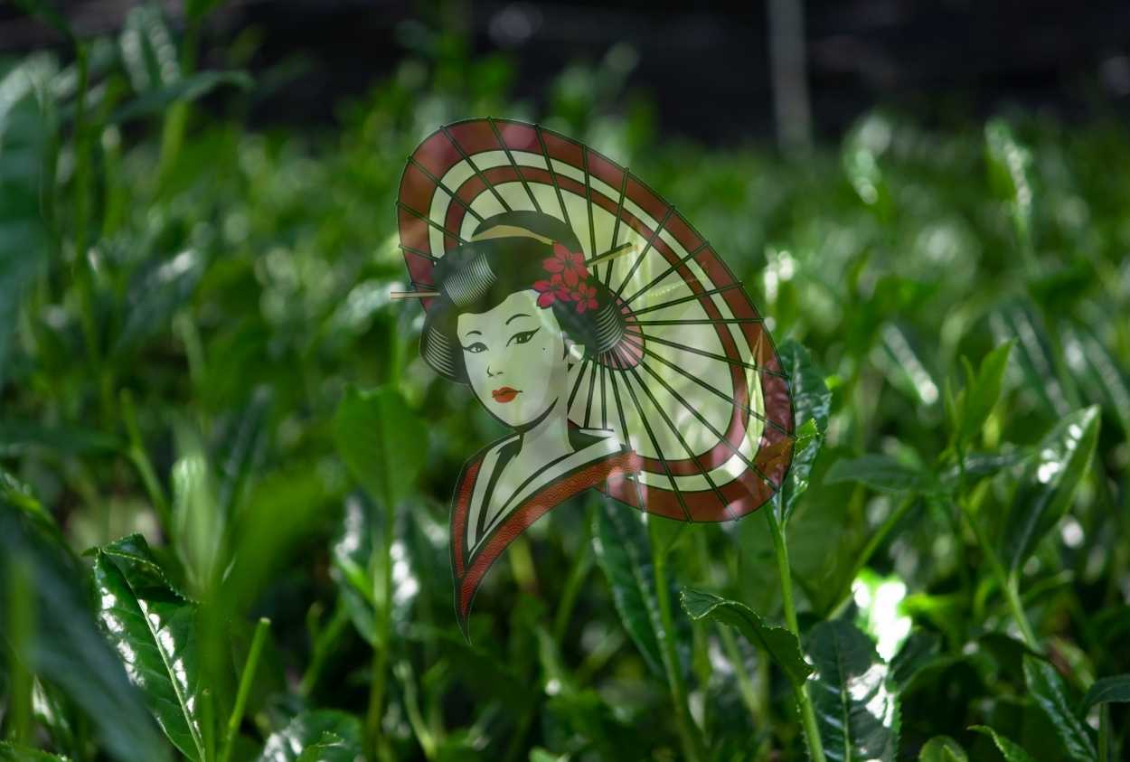 Yame Tea Plantation Close-Up – Fresh Spring Ichibancha Leaves Digital Download