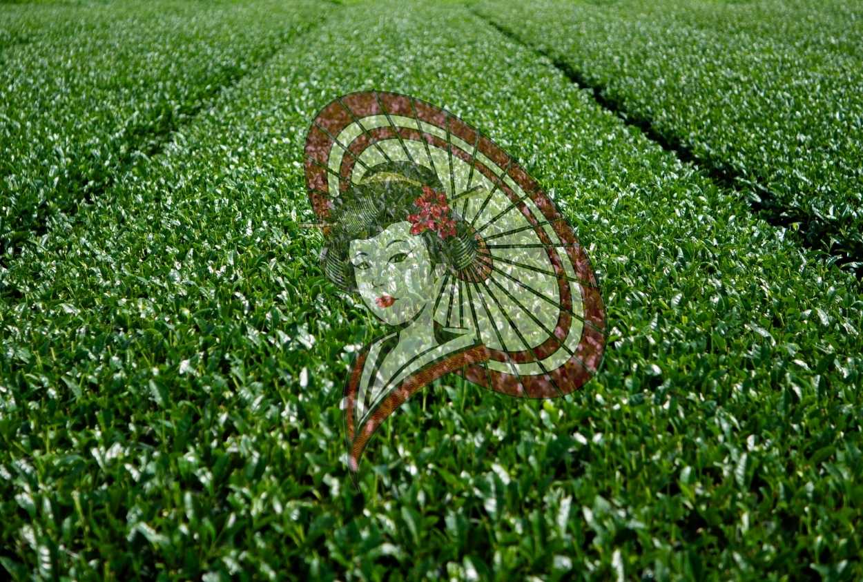 Yame Tea Plantation Rows – First Flush Green Tea Field Photography Digital Download