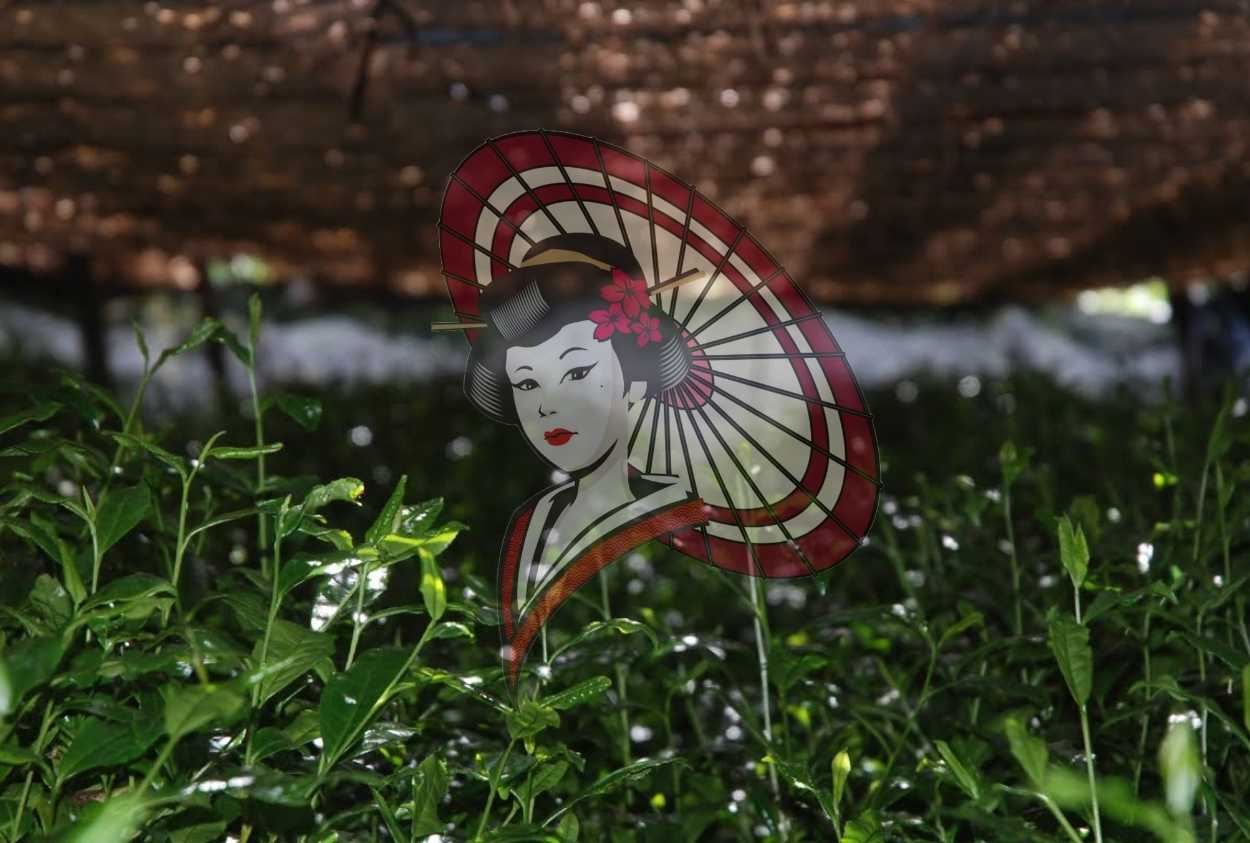 Yame Traditional Authentic Gyokuro Tea Field – Natural Straw Shading Photography Digital Download