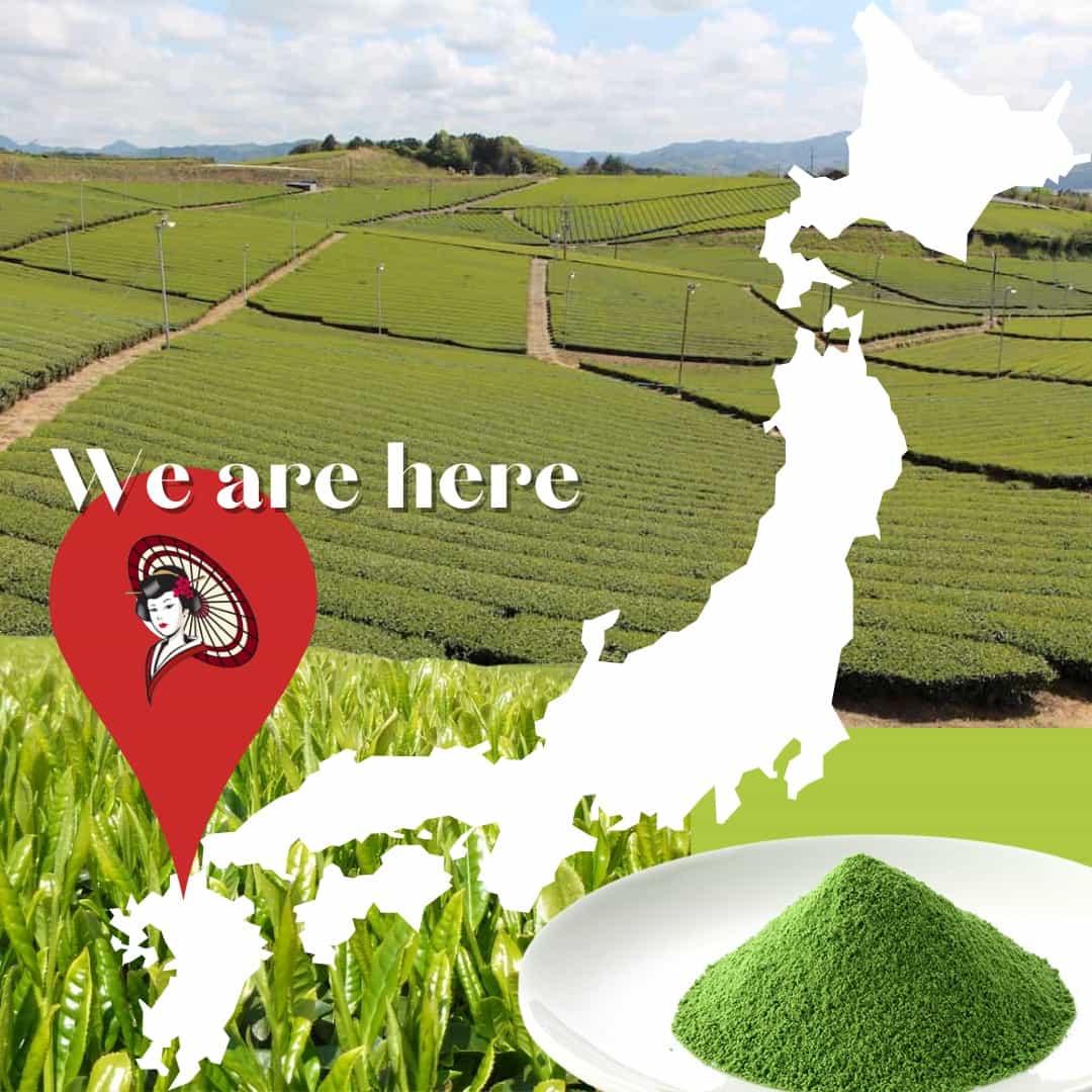 ⭐️ [Hasu] Yabukita Yame Matcha Green Tea Powder Bulk & Wholesale