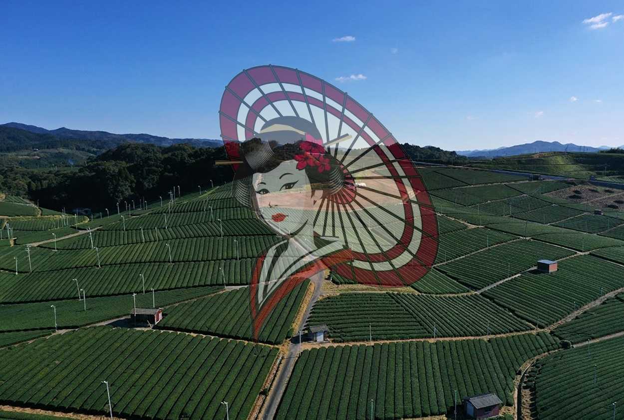 Aerial View of Expansive Yame Tea Fields, Japan – Authentic Japanese Green Tea Plantation Landscape | Digital Download