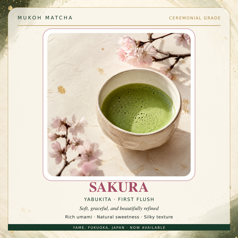 SAKURA ceremonial matcha presentation with a prepared bowl; serving illustration
